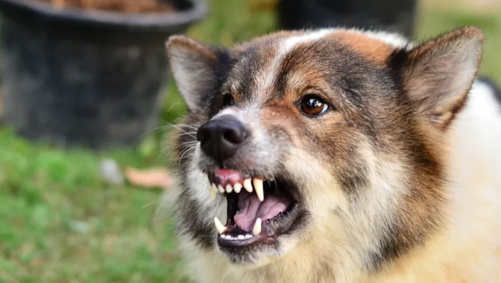 dog-attack-lawyer-st-louis-mo