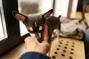 Dog bite lawyer