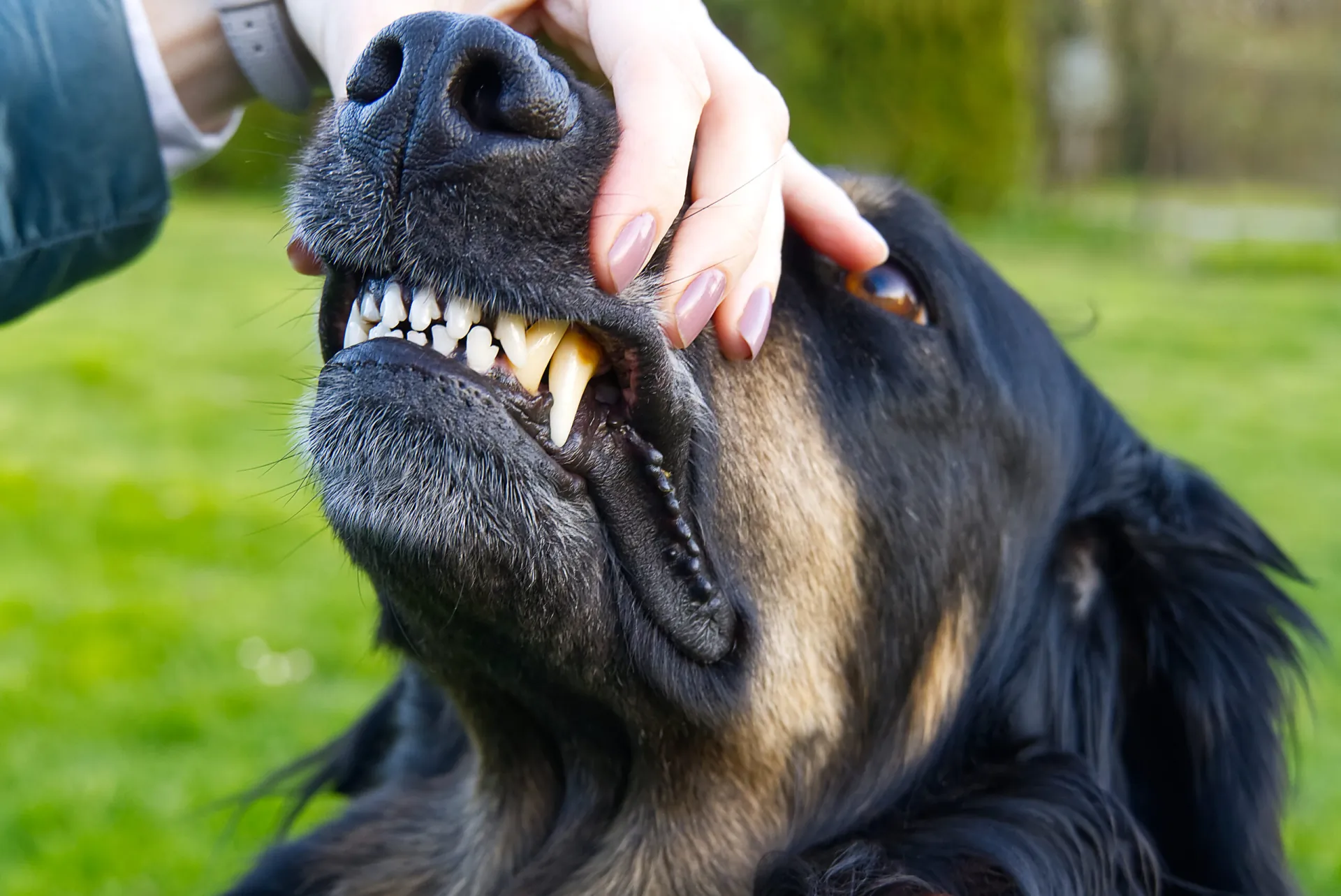 Compensation in Dog Bite