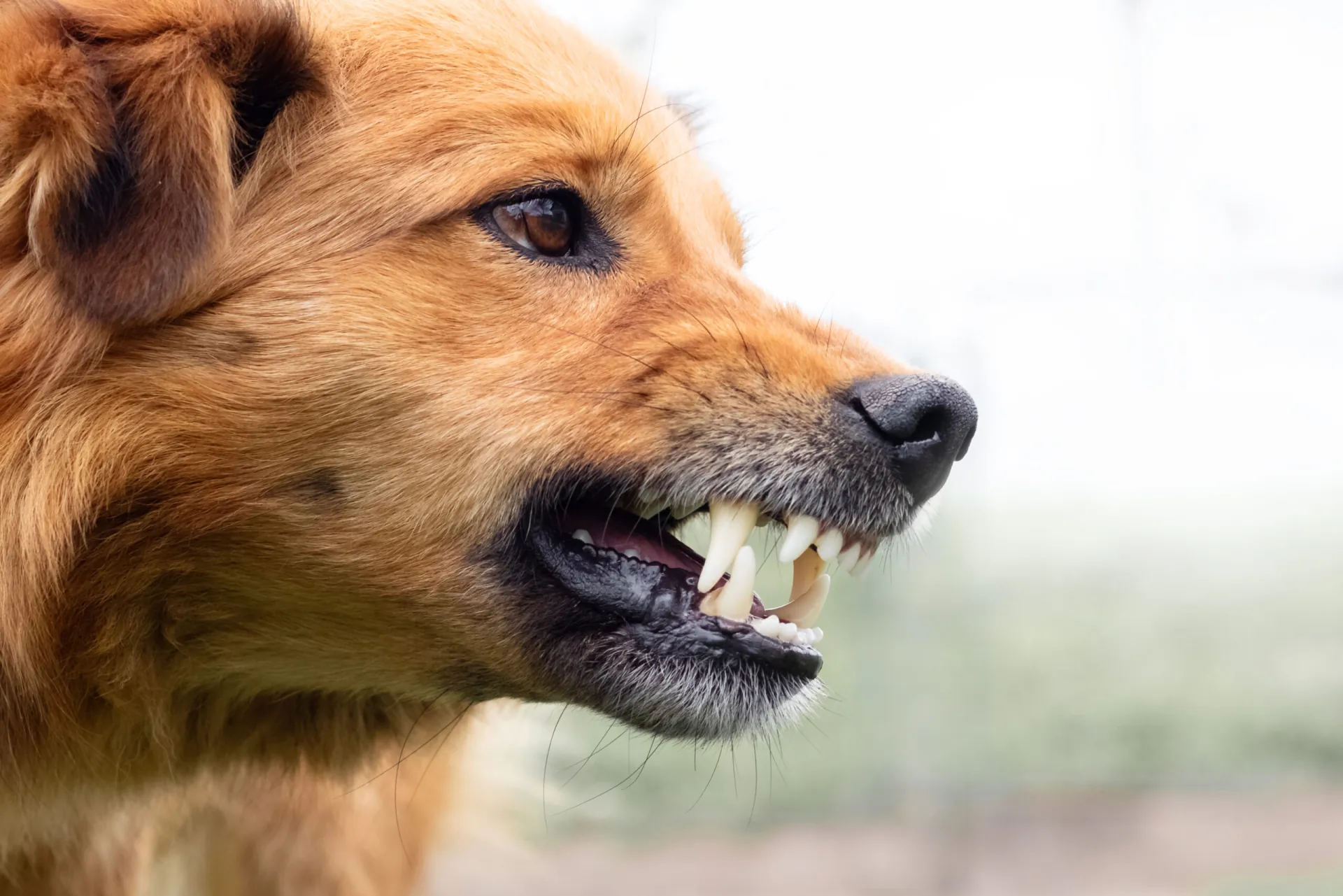 Dangerous Angry Dog