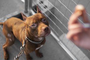 Dog Bite in Missouri