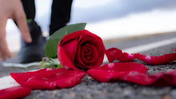A red rose and scattered petals lie on a road, with a person's hand reaching toward them and a blurred background.