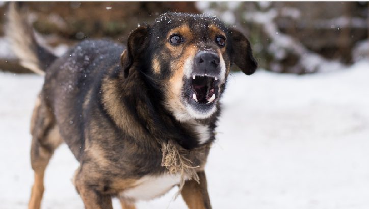 A brown and black dog with bared teeth stands outside on snow, appearing to bark or growl.